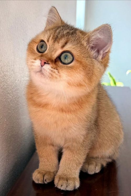 WhatsApp Image 2025-09-24 at 12.45.31 (1)