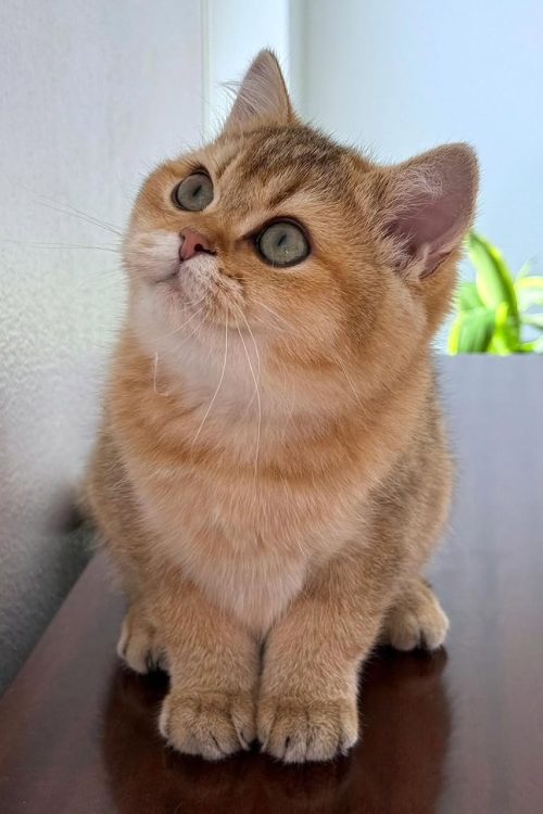 WhatsApp Image 2025-09-24 at 12.45.31