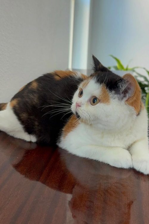 WhatsApp Image 2025-09-24 at 12.45.33