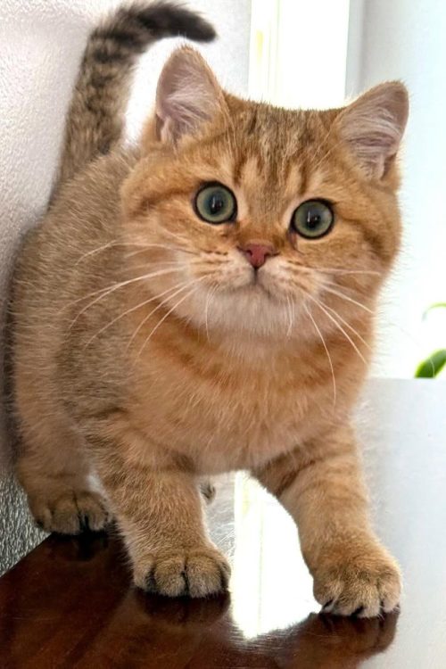 WhatsApp Image 2025-09-24 at 13.25.04