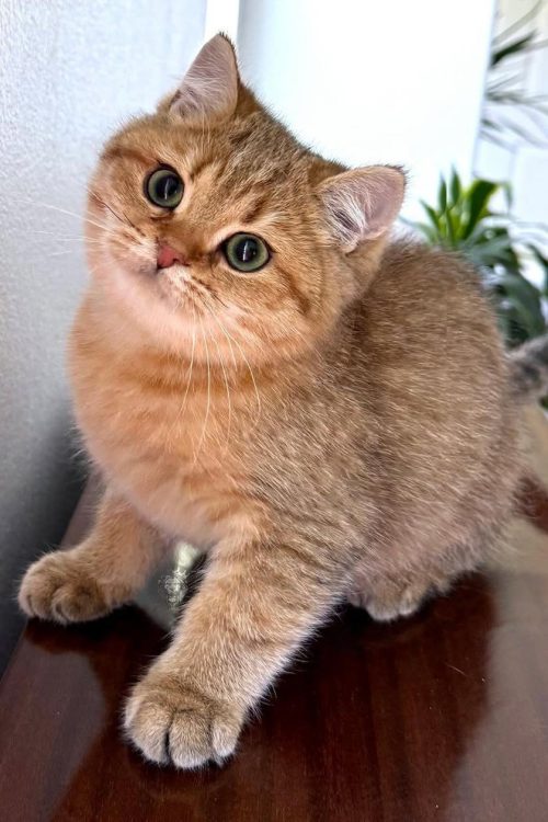 WhatsApp Image 2025-09-24 at 13.25.05 (2)