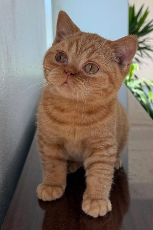 WhatsApp Image 2025-09-24 at 13.49.09 (2)