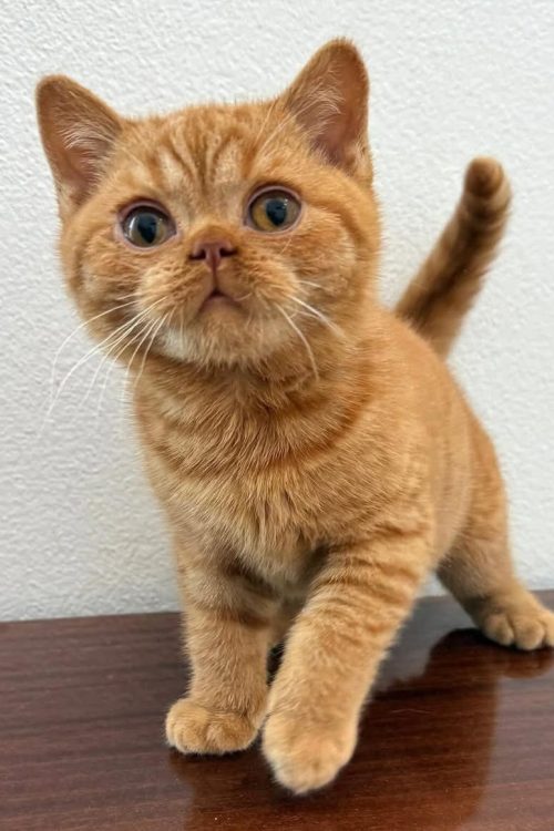 WhatsApp Image 2025-09-24 at 13.49.10