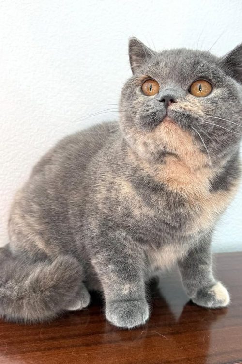 WhatsApp Image 2025-09-24 at 13.54.59