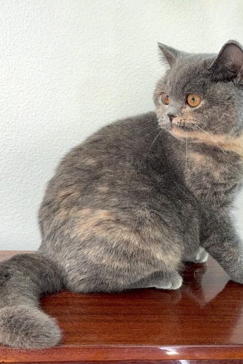 WhatsApp Image 2025-09-24 at 13.55.03 (1)