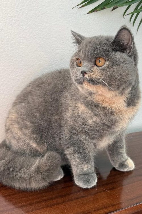 WhatsApp Image 2025-09-24 at 13.55.03