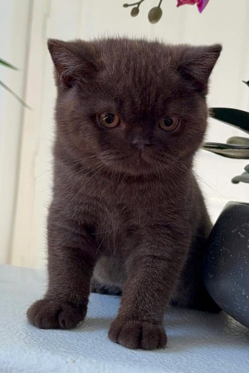 WhatsApp Image 2025-09-25 at 11.41.31 (1)