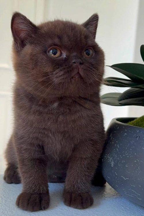 WhatsApp Image 2025-09-25 at 11.41.31