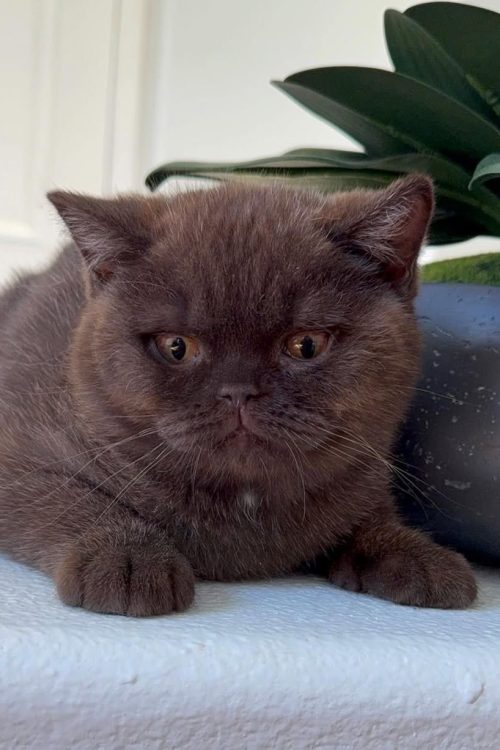 WhatsApp Image 2025-09-25 at 11.41.32 (1)