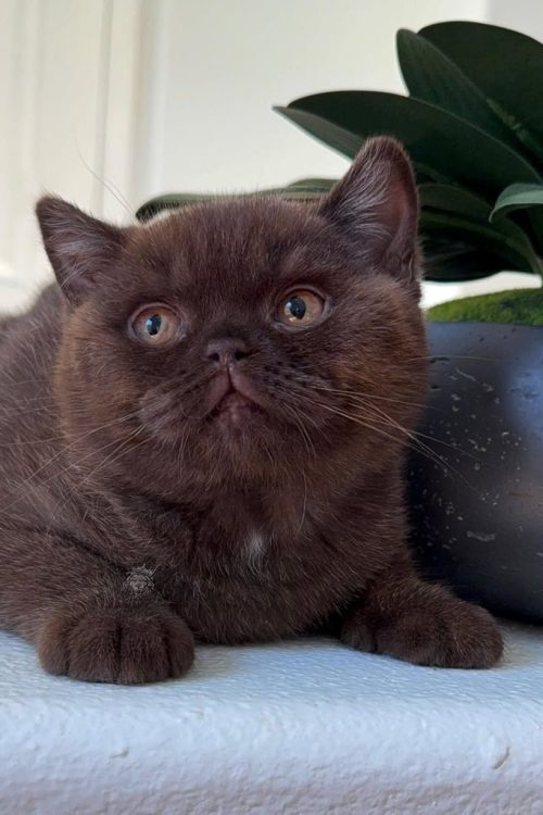 WhatsApp Image 2025-09-25 at 11.41.32