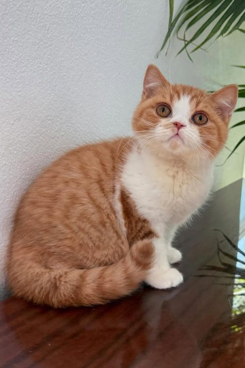 WhatsApp Image 2025-09-25 at 11.47.48 (1)