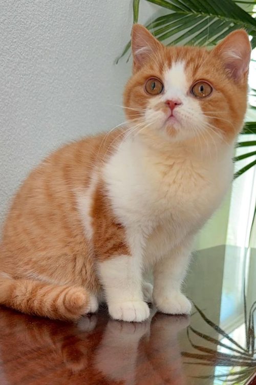 WhatsApp Image 2025-09-25 at 11.47.48