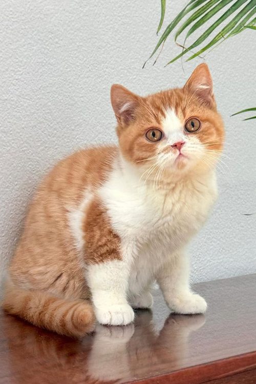 WhatsApp Image 2025-09-25 at 11.47.49