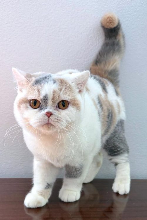 WhatsApp Image 2025-09-25 at 11.55.40