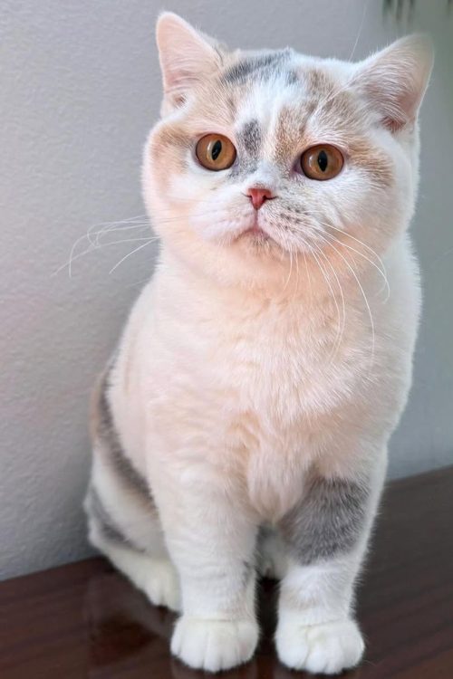 WhatsApp Image 2025-09-25 at 11.55.41