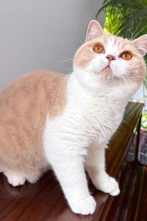 WhatsApp Image 2025-09-25 at 12.11.25 (1)