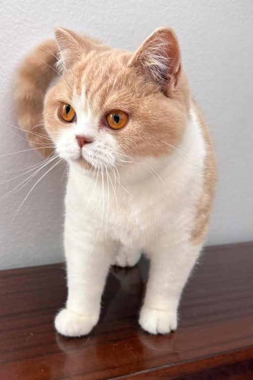 WhatsApp Image 2025-09-25 at 12.11.25