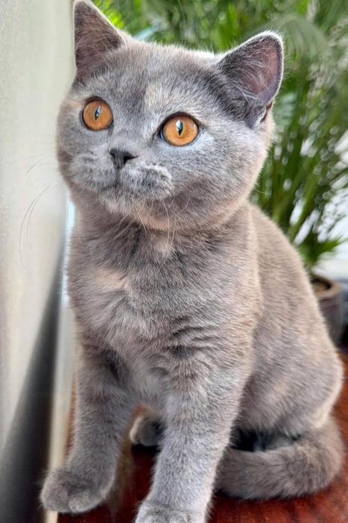 WhatsApp Image 2025-09-25 at 12.28.31