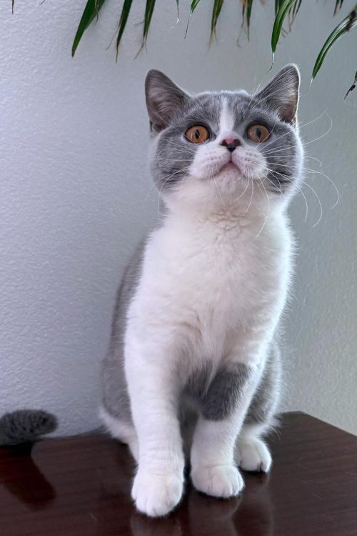 WhatsApp Image 2025-09-25 at 13.50.27