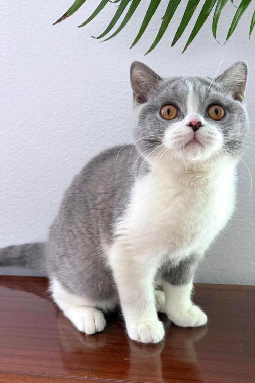 WhatsApp Image 2025-09-25 at 13.50.28