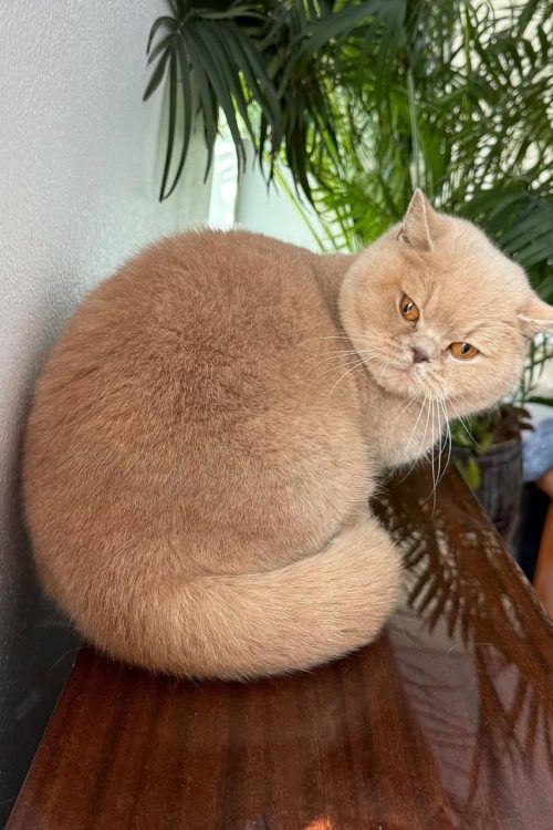 WhatsApp Image 2025-09-25 at 13.55.47