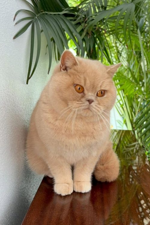 WhatsApp Image 2025-09-25 at 13.55.48