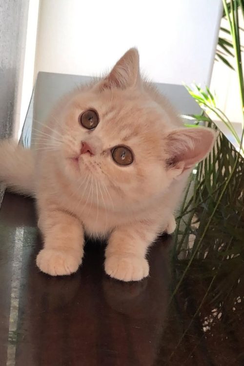 WhatsApp Image 2025-09-25 at 14.23.48