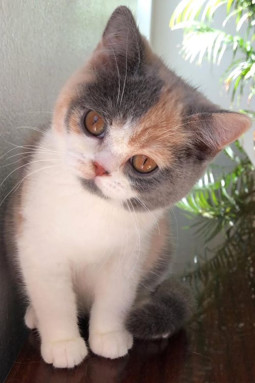 WhatsApp Image 2025-09-25 at 14.29.51 (2)