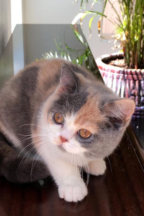 WhatsApp Image 2025-09-25 at 14.29.51 (3)