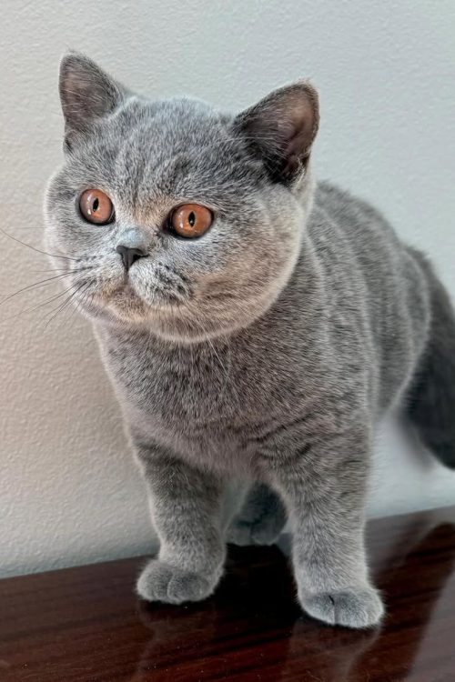 WhatsApp Image 2025-09-25 at 14.58.48 (1)