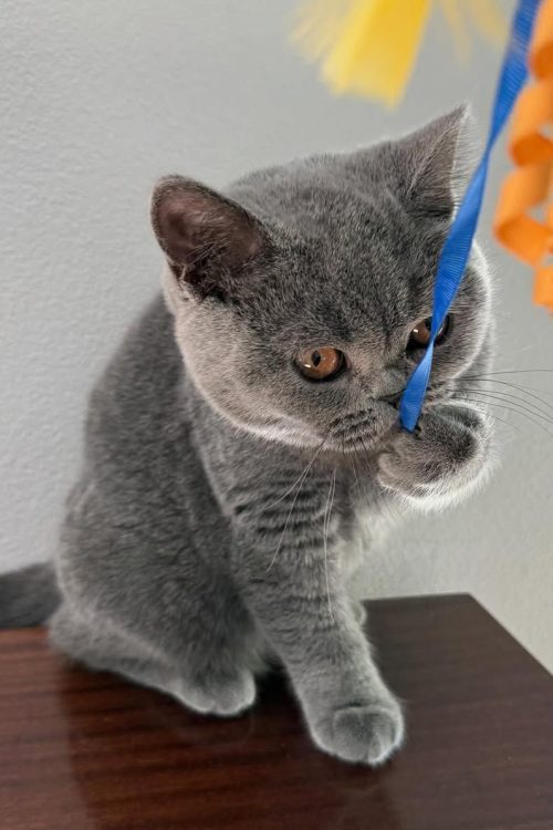 WhatsApp Image 2025-09-25 at 14.58.48