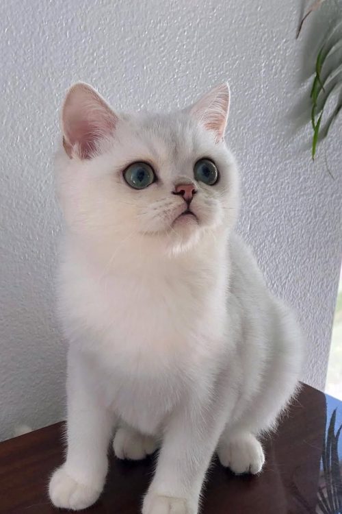 WhatsApp Image 2025-09-25 at 15.12.09