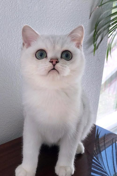 WhatsApp Image 2025-09-25 at 15.12.10