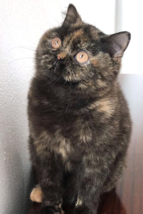 WhatsApp Image 2025-09-25 at 15.17.07 (3)