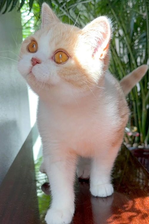 WhatsApp Image 2025-09-25 at 17.05.30