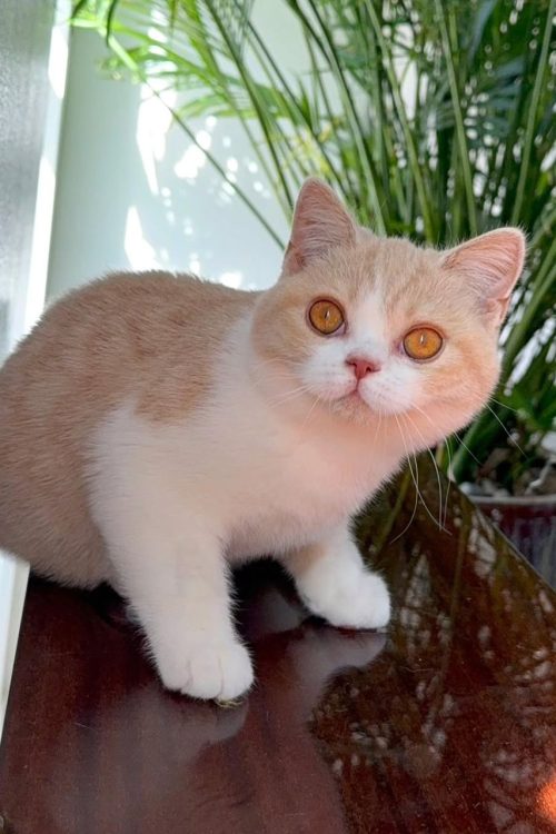 WhatsApp Image 2025-09-25 at 17.05.31 (1)