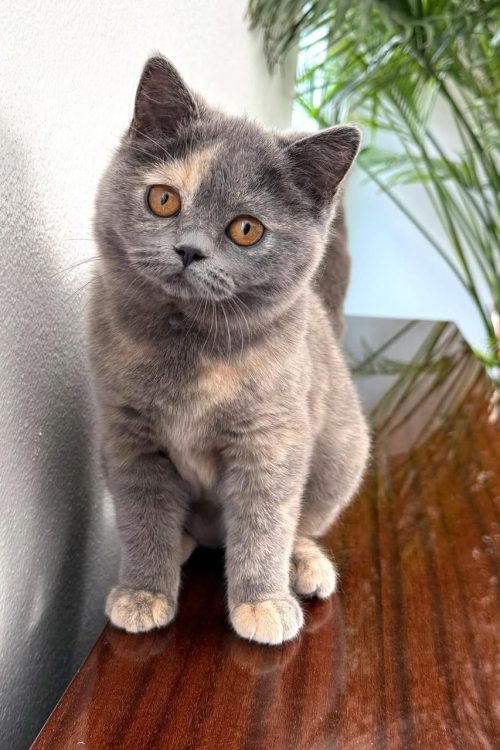 WhatsApp Image 2025-09-25 at 17.19.34