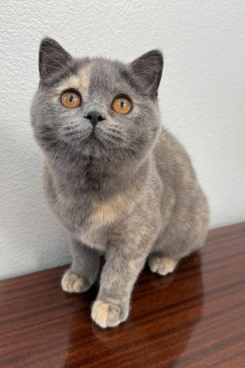 WhatsApp Image 2025-09-25 at 17.19.35 (1)