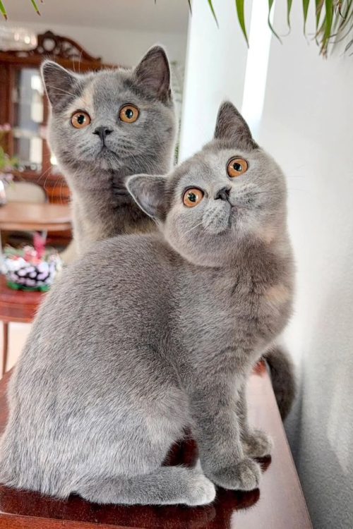 WhatsApp Image 2025-09-25 at 17.19.35 (2)