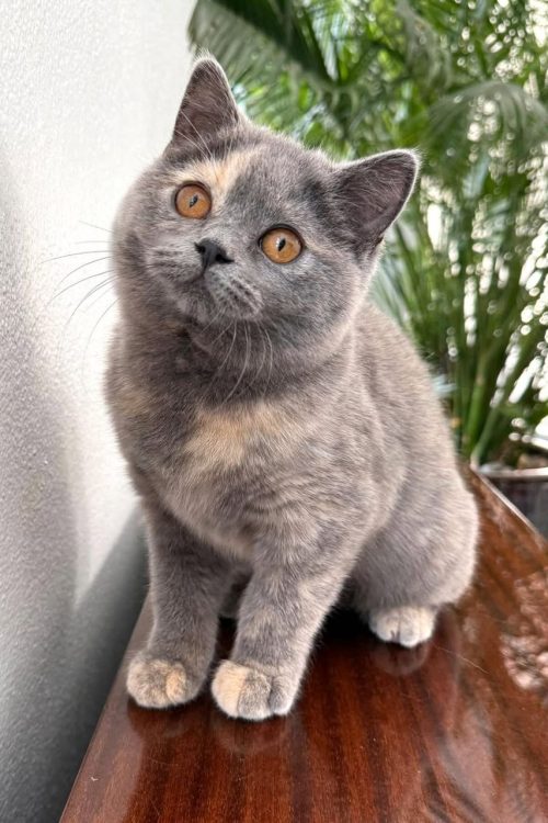 WhatsApp Image 2025-09-25 at 17.19.35