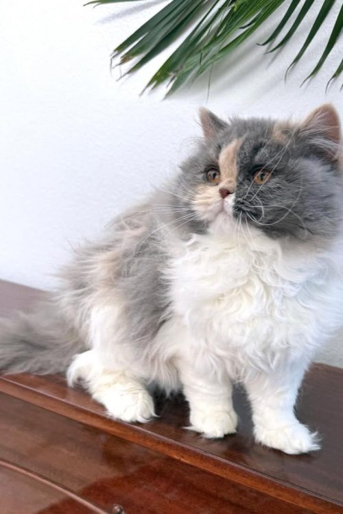 WhatsApp Image 2025-09-25 at 17.37.33 (1)