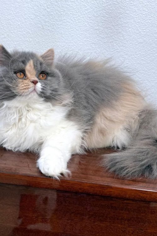 WhatsApp Image 2025-09-25 at 17.37.33