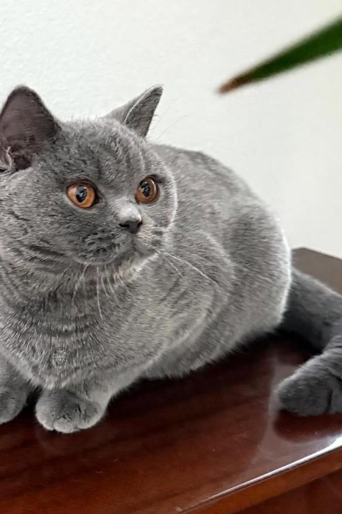 WhatsApp Image 2025-09-25 at 19.45.09