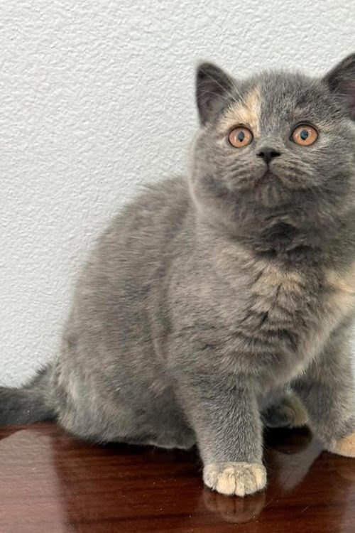 WhatsApp Image 2025-09-25 at 19.50.55 (1)