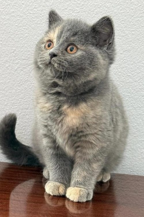 WhatsApp Image 2025-09-25 at 19.50.55