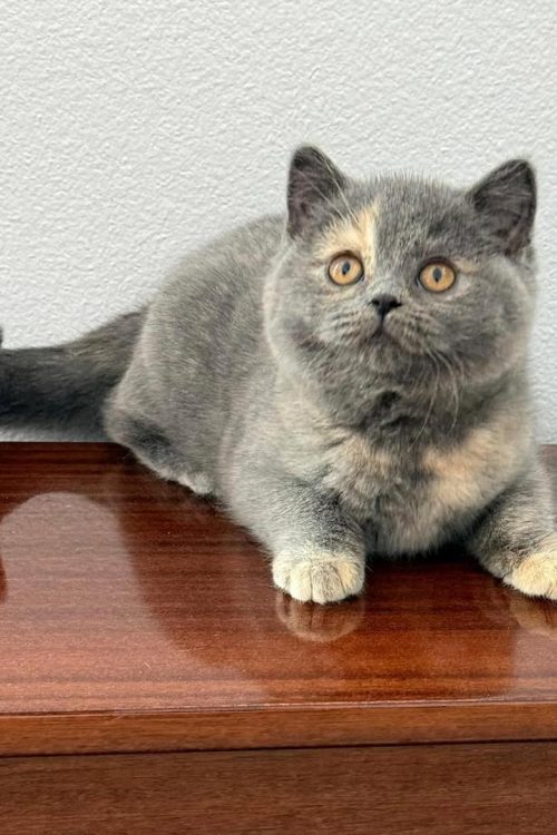 WhatsApp Image 2025-09-25 at 19.50.56