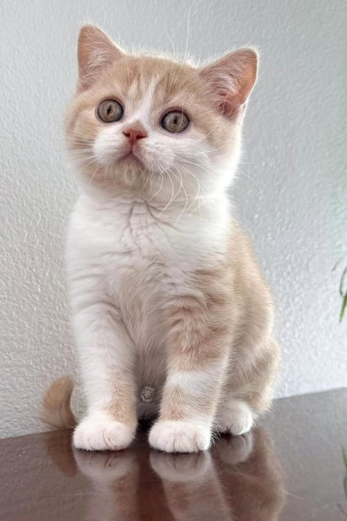 WhatsApp Image 2025-09-25 at 19.56.38