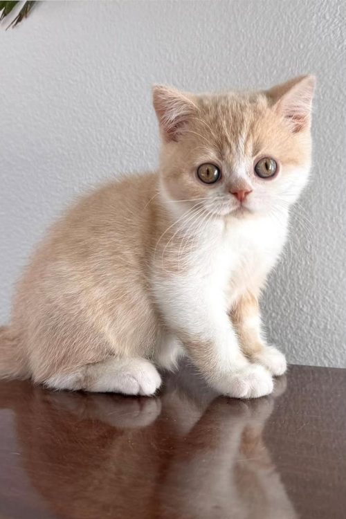 WhatsApp Image 2025-09-25 at 19.56.39 (1)