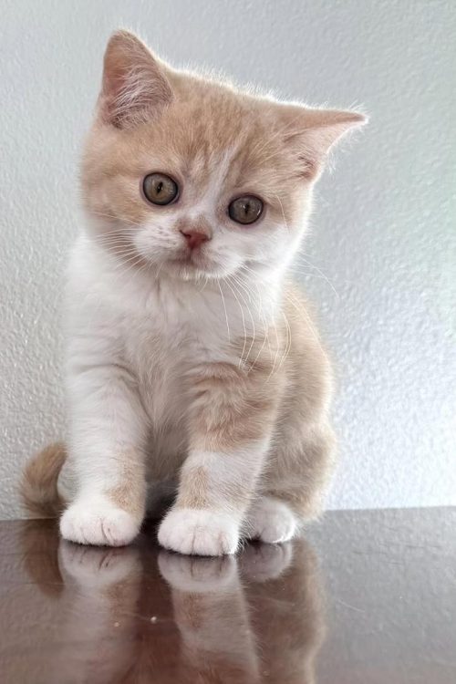 WhatsApp Image 2025-09-25 at 19.56.39