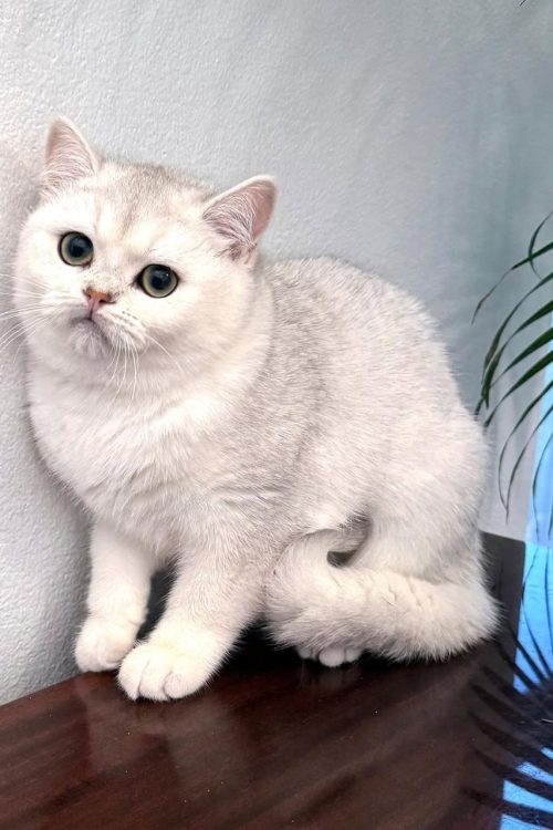 WhatsApp Image 2025-09-25 at 20.02.59